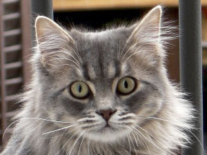 gato